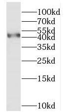 MYLK4 Antibody - BSA Free