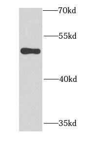 MYLIP Antibody - BSA Free