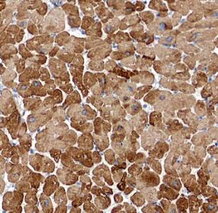 MYL7 Antibody - BSA Free