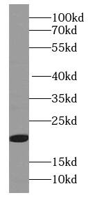 MYL5 Antibody - BSA Free