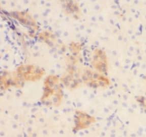 MYL5 Antibody - BSA Free