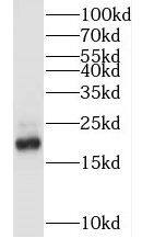 MRCL3 Antibody - BSA Free