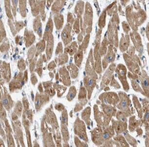 MRCL3 Antibody - BSA Free