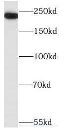 Myosin Heavy Chain 3 Antibody - BSA Free