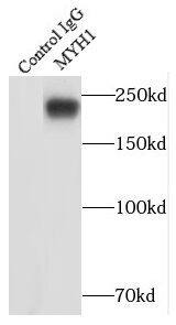 Myosin Heavy Chain 1 Antibody - BSA Free