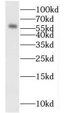 MYEOV Antibody - BSA Free