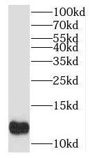 MYCBP Antibody - BSA Free