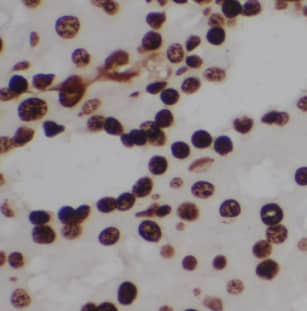 MYH Antibody - BSA Free