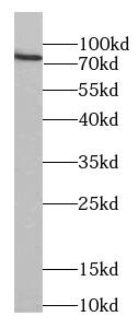 Mkln1 Antibody - BSA Free