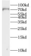 MUC20 Antibody - BSA Free