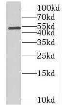 MTRF1 Antibody - BSA Free