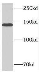 MTR Antibody - BSA Free