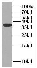 MTG1 Antibody - BSA Free