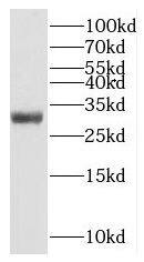 MTERF Antibody - BSA Free