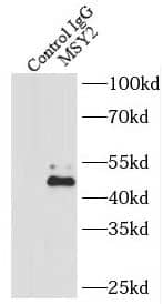 MSY2 Antibody - BSA Free