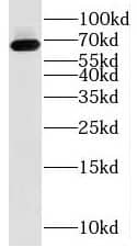 MSL1 Antibody - BSA Free