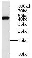 MS4A7 Antibody - BSA Free
