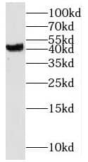MS4A6A Antibody - BSA Free