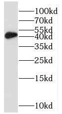 MRPS9 Antibody - BSA Free