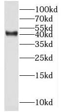 MRPS5 Antibody - BSA Free