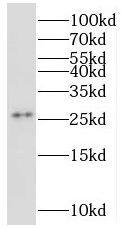 MRPS34 Antibody - BSA Free