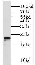 MRPS28 Antibody - BSA Free