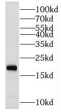 MRPS24 Antibody - BSA Free