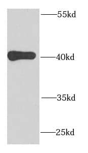 MRPS22 Antibody - BSA Free