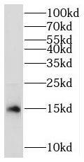 MRPS17 Antibody - BSA Free
