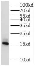 MRPS16 Antibody - BSA Free