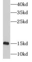 MRPS12 Antibody - BSA Free