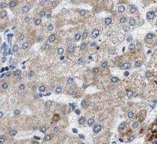 MRPS12 Antibody - BSA Free