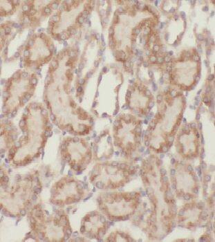 MRPS11 Antibody - BSA Free