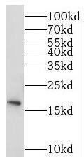 MRPS11 Antibody - BSA Free