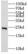 MRPS10 Antibody - BSA Free