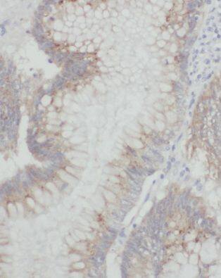 MRPL55 Antibody - BSA Free