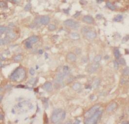 MRPL53 Antibody - BSA Free