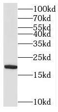 MRPL52 Antibody - BSA Free