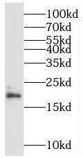 MRPL49 Antibody - BSA Free