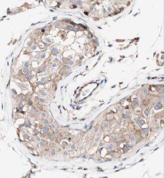 MRPL36 Antibody - BSA Free
