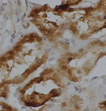 MRPL33 Antibody - BSA Free