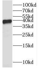 MRPL3 Antibody - BSA Free