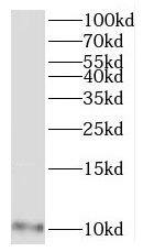 MRPL27 Antibody - BSA Free