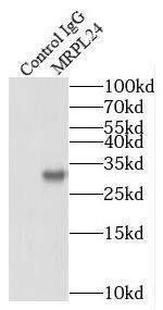 MRPL24 Antibody - BSA Free