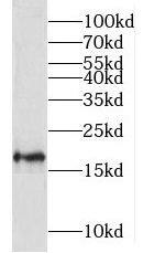 MRPL23 Antibody - BSA Free
