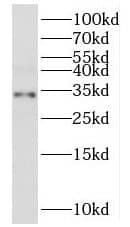 MRPL2 Antibody - BSA Free