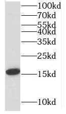 MRPL14 Antibody - BSA Free