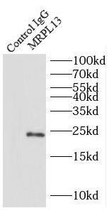 MRPL13 Antibody - BSA Free