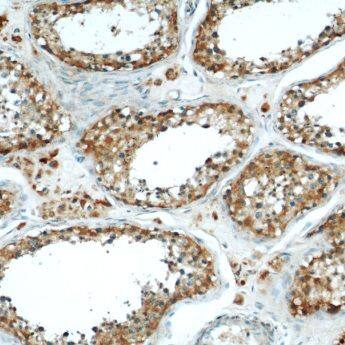 MRAP Antibody - BSA Free