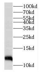 MRAP Antibody - BSA Free